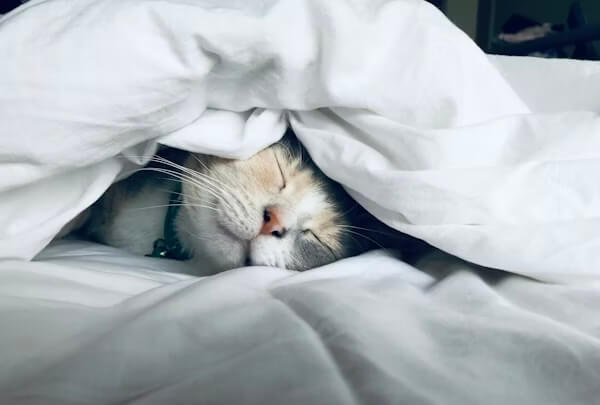 Sleep Recovery